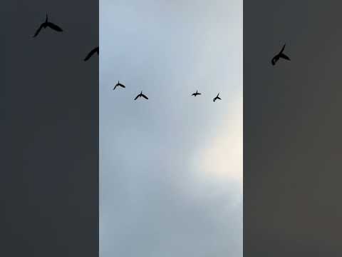 Beautiful birds seen in Phuket