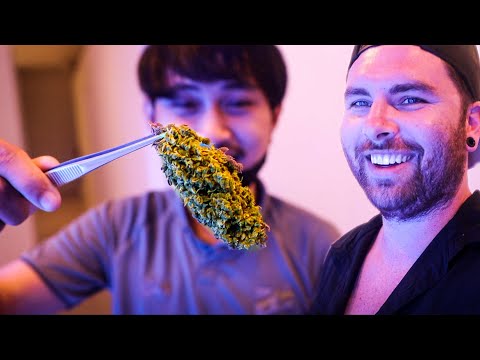 TOP 3 Rated CANNABIS Shops in PHUKET Patong | Thailand Weed