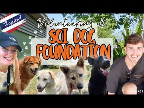 We Volunteered at Soi Dog Foundation PHUKET 🐾 2 Days We’ll Never Forget